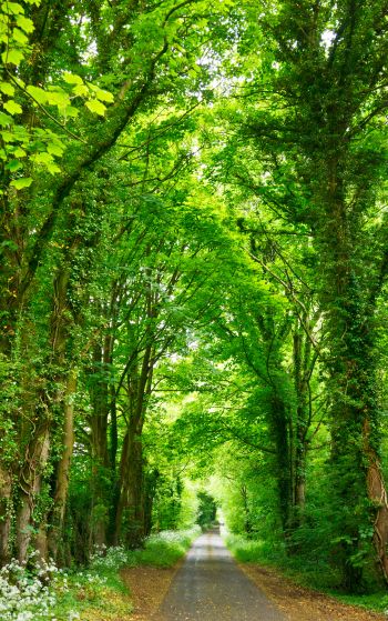 tunnel, road, forest Wallpaper 1752x2800