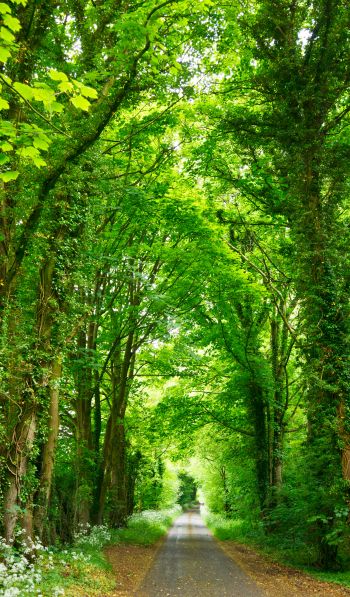 tunnel, road, forest Wallpaper 600x1024