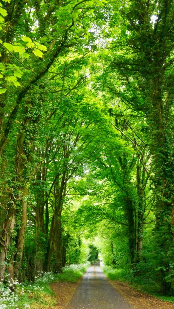 tunnel, road, forest Wallpaper 750x1334