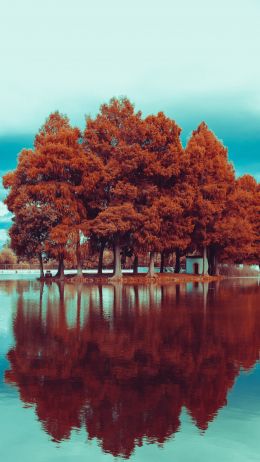 Обои 1440x2560 деревья, осень, отражение