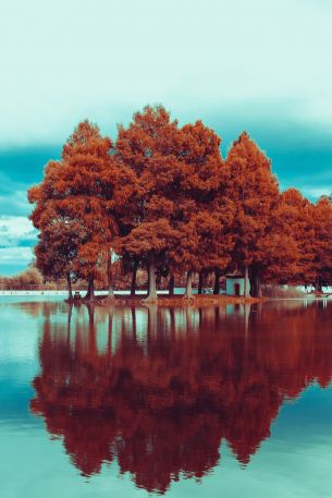 Обои 3831x5747 деревья, осень, отражение