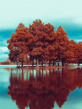 Обои 1620x2160 деревья, осень, отражение