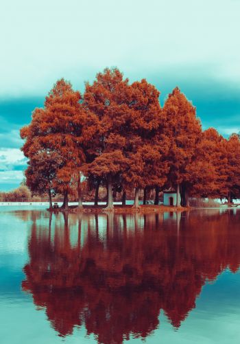 Обои 1668x2388 деревья, осень, отражение