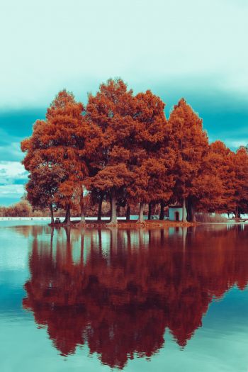 Обои 640x960 деревья, осень, отражение
