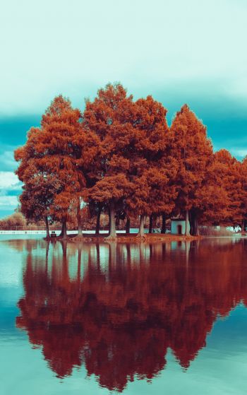 Обои 1752x2800 деревья, осень, отражение