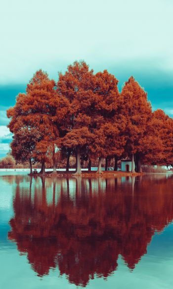 Обои 1200x2000 деревья, осень, отражение
