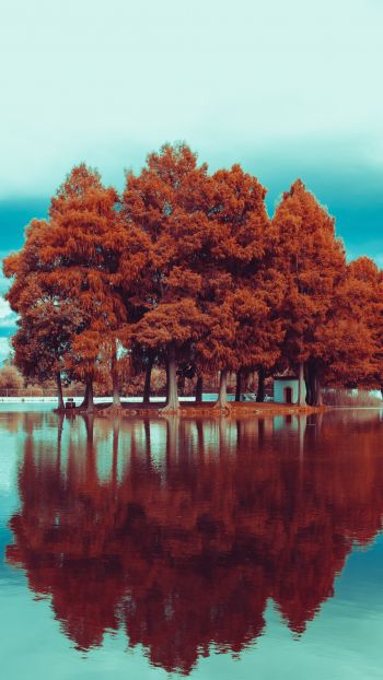 Обои 750x1334 деревья, осень, отражение