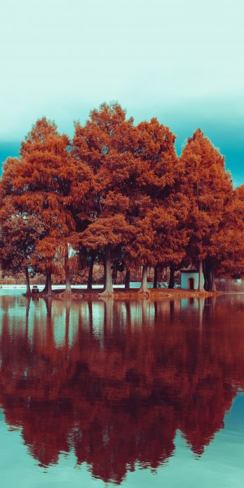 Обои 720x1440 деревья, осень, отражение