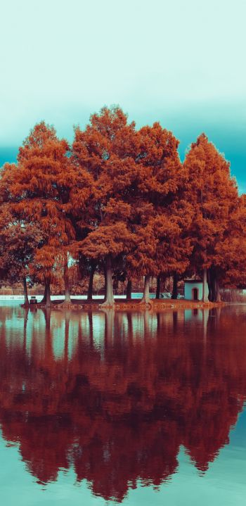 Обои 1080x2220 деревья, осень, отражение