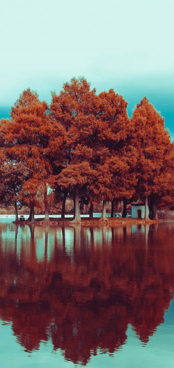 Обои 1080x2280 деревья, осень, отражение