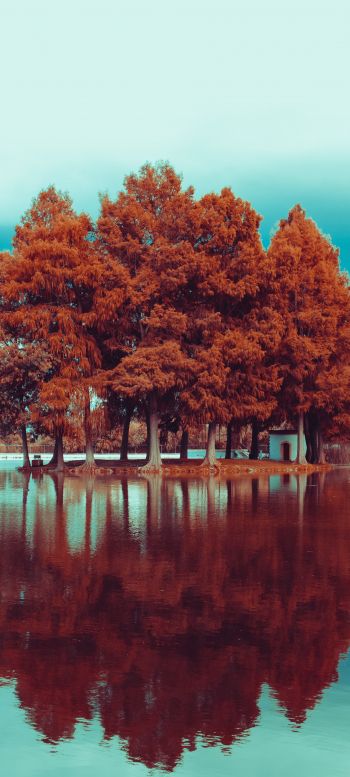 Обои 1080x2400 деревья, осень, отражение
