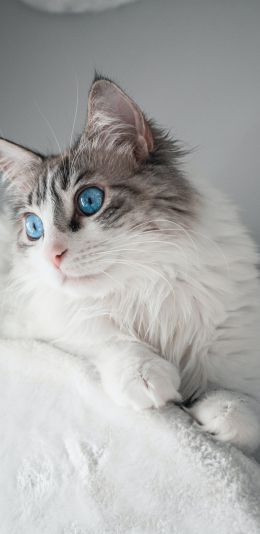 pet, blue eyes Wallpaper 1440x2960