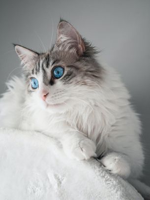 pet, blue eyes Wallpaper 1668x2224