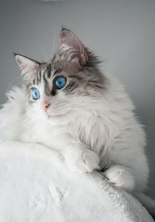 pet, blue eyes Wallpaper 1640x2360