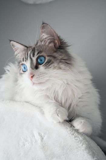 pet, blue eyes Wallpaper 640x960