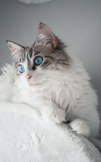 pet, blue eyes Wallpaper 1752x2800