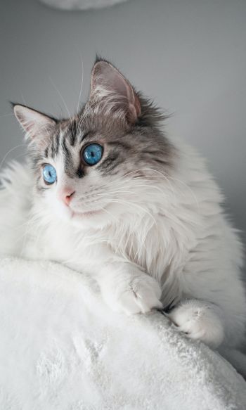 pet, blue eyes Wallpaper 1200x2000