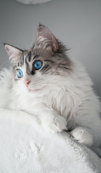 pet, blue eyes Wallpaper 600x1024