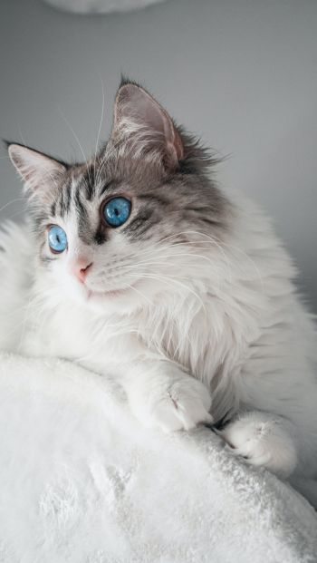 pet, blue eyes Wallpaper 640x1136