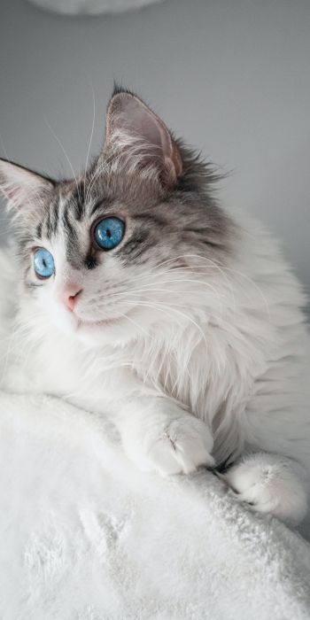 pet, blue eyes Wallpaper 720x1440