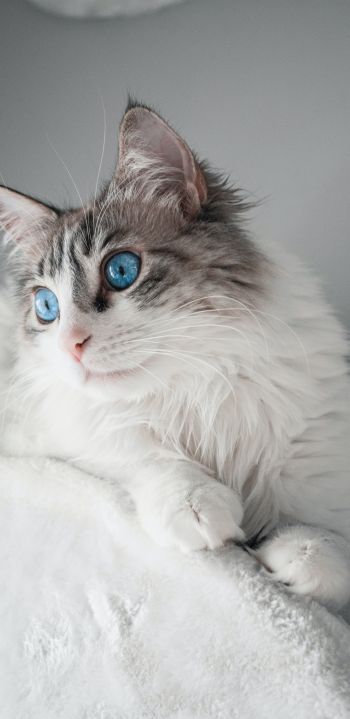 pet, blue eyes Wallpaper 1080x2220