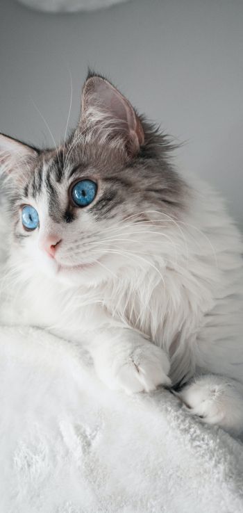 pet, blue eyes Wallpaper 1440x3040