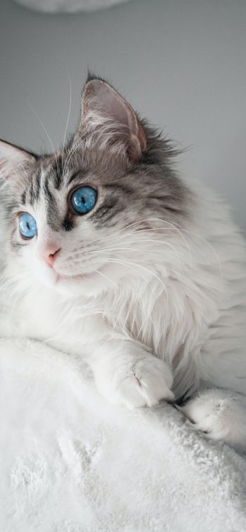 pet, blue eyes Wallpaper 1170x2532