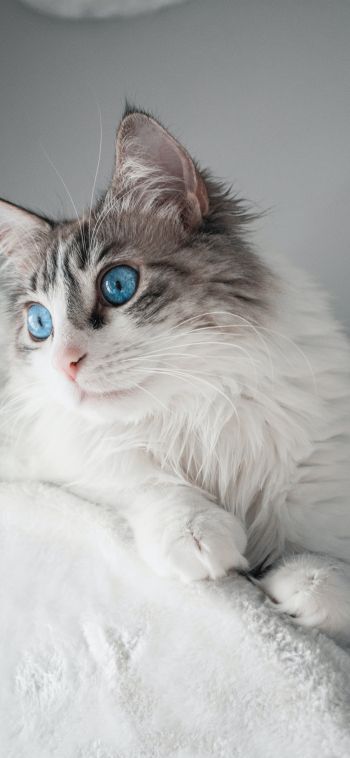 pet, blue eyes Wallpaper 1080x2340