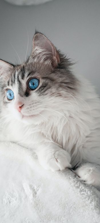 pet, blue eyes Wallpaper 1440x3200