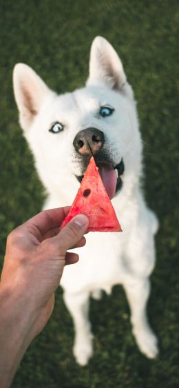 watermelon, dog, look Wallpaper 1080x2340