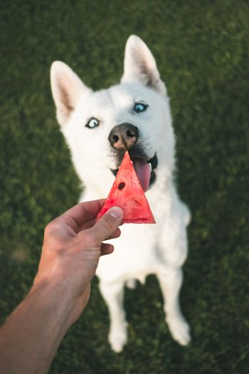 watermelon, dog, look Wallpaper 640x960
