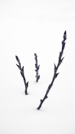 branches, snow, winter Wallpaper 1080x1920