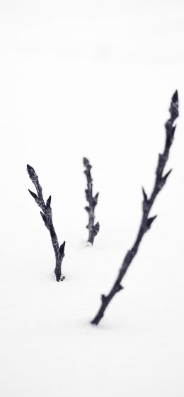 branches, snow, winter Wallpaper 1170x2532