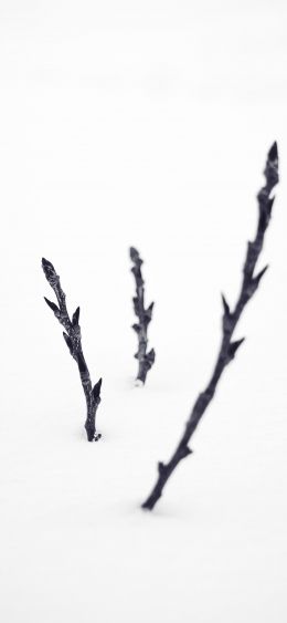 branches, snow, winter Wallpaper 1080x2340