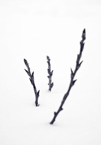 branches, snow, winter Wallpaper 1668x2388