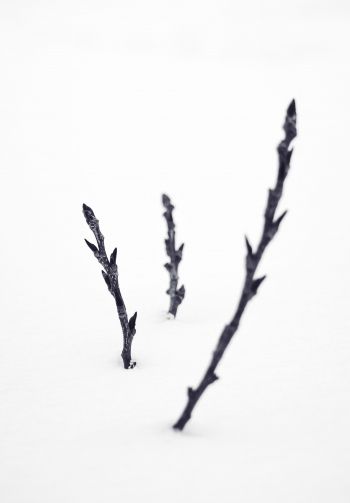 branches, snow, winter Wallpaper 1640x2360