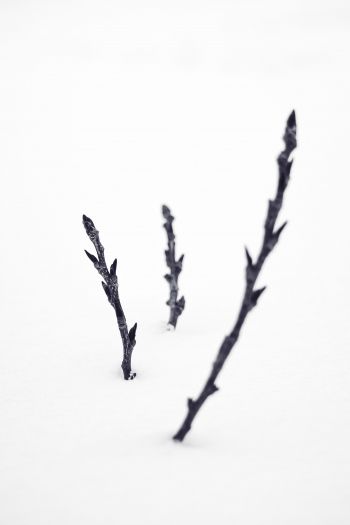 branches, snow, winter Wallpaper 640x960