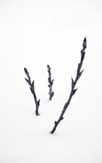 branches, snow, winter Wallpaper 1752x2800