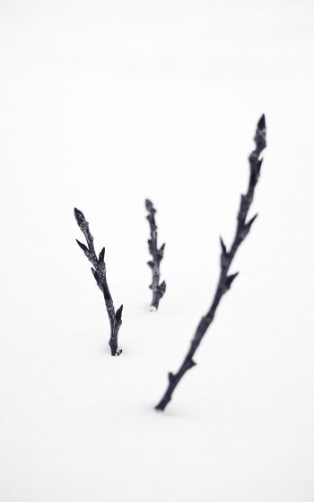 branches, snow, winter Wallpaper 1200x1920