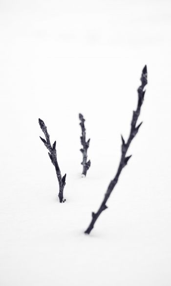 branches, snow, winter Wallpaper 1200x2000