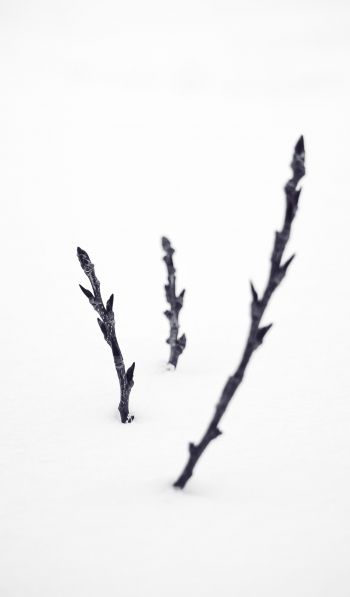 branches, snow, winter Wallpaper 600x1024