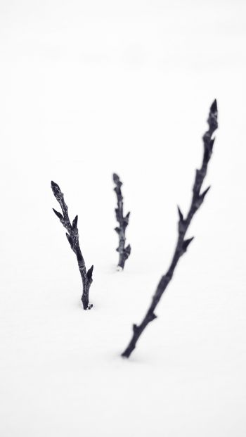 branches, snow, winter Wallpaper 640x1136