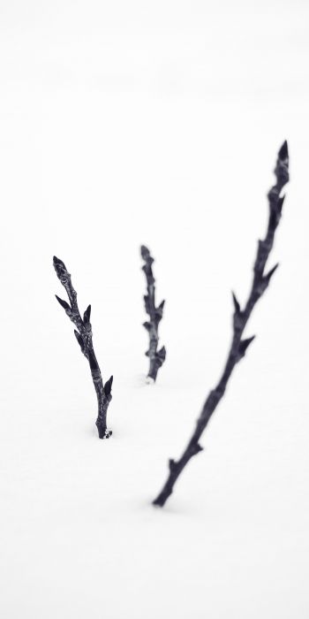 branches, snow, winter Wallpaper 720x1440