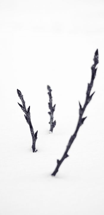 branches, snow, winter Wallpaper 1440x2960