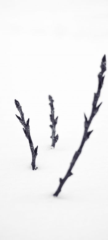 branches, snow, winter Wallpaper 1440x3200