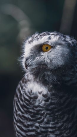 owl, yellow eyes Wallpaper 640x1136