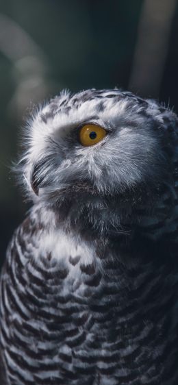 owl, yellow eyes Wallpaper 828x1792