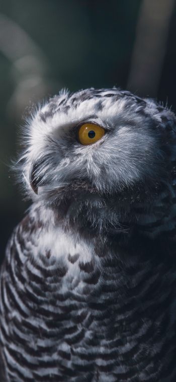 owl, yellow eyes Wallpaper 1080x2340