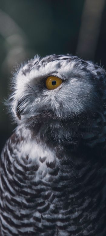 owl, yellow eyes Wallpaper 1080x2400