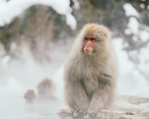 monkey, water, bathing Wallpaper 1280x1024